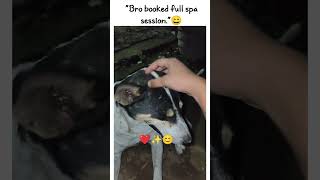 #"A breed doesn't define love ❤️"Indies deserve home too 😊❤️