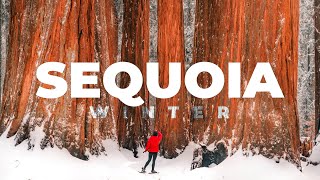 SEQUOIA National Park in Winter