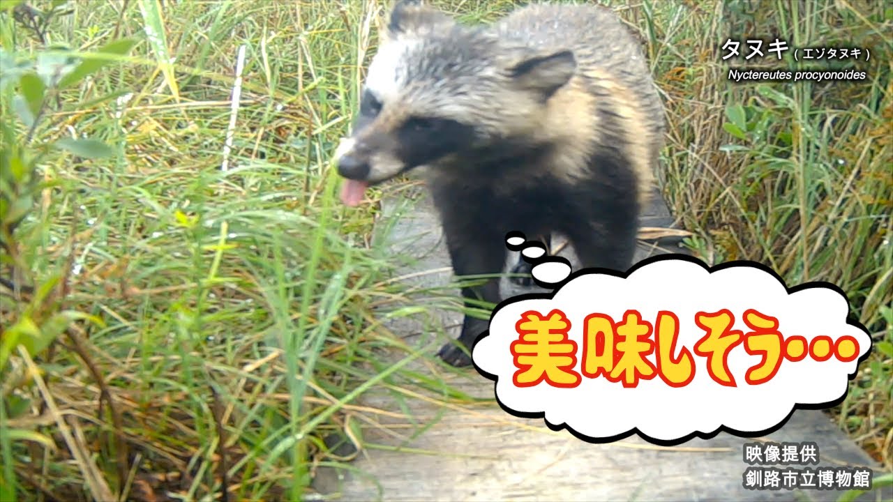 釧路湿原の生き物。】特別展「カメラは見た！動物たちの素顔」ちょっと