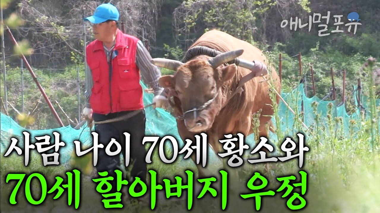 🐂 사람 나이 70살 싸움소 해병이와 할아버지의 가슴벅찬 우정 이야기 I KBS 다큐공감 210209 방송