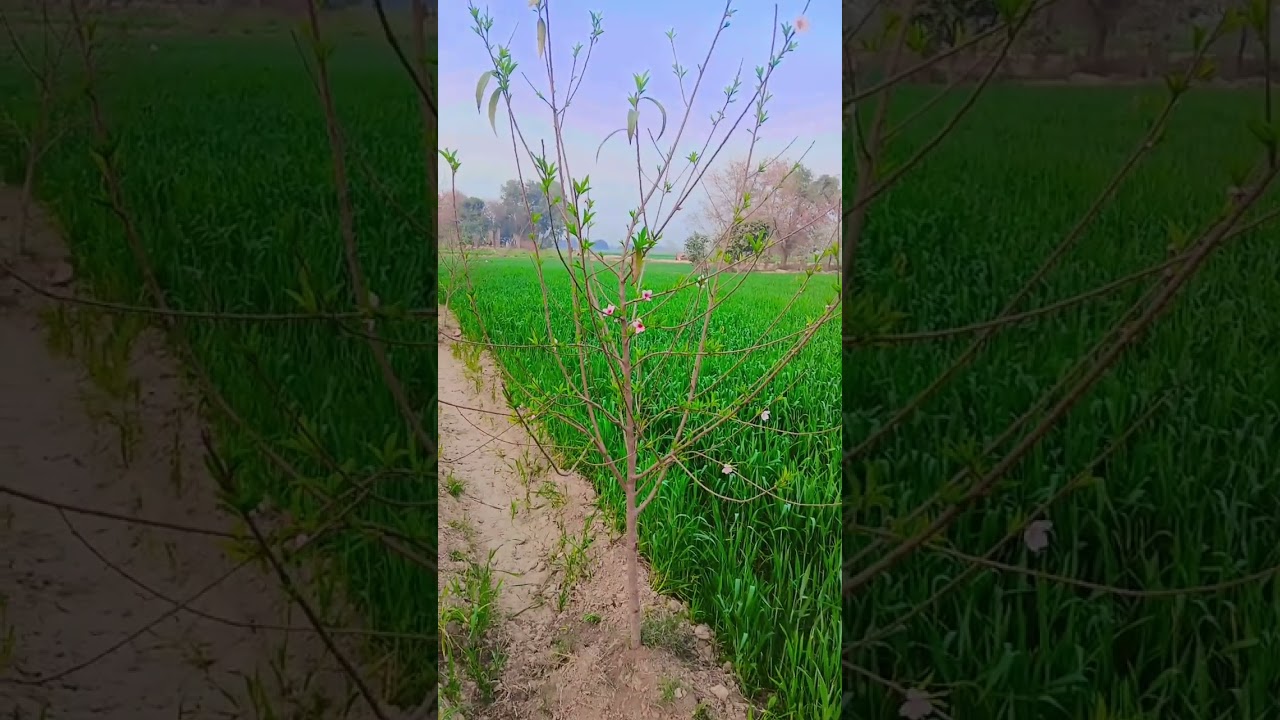 #islamicvideo — Muhammad Anas  YouTube video