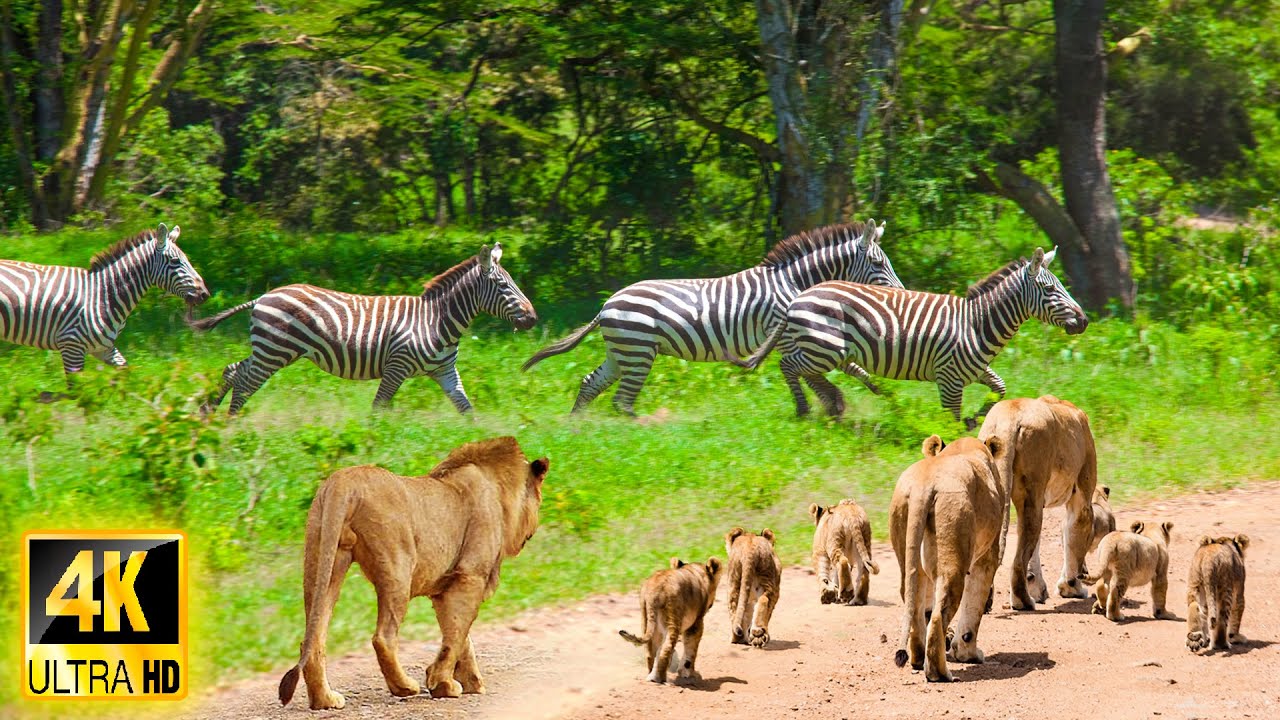 4K African Wildlife: Survival of Wild Animals in Tsavo East National Park, Kenya With Real Sounds