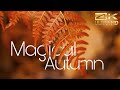 Magical autumn 4k ultrarelaxing musicearth from aboveleaves ducks nature landscapes 4k 