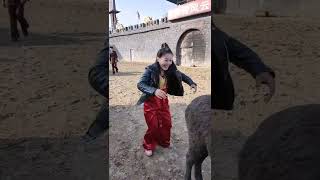 Wild Horse Mare revolutionizing young foals future stallions  Horses #Shorts #2434
