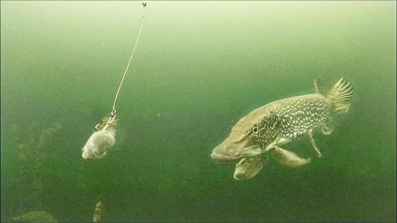 Pike SLAMMED My Bait- Ice Fishing 2018 