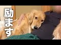 ママに怒られて、励まし合う犬とパパ...【ゴールデンレトリバー・ボーダーコリー】
