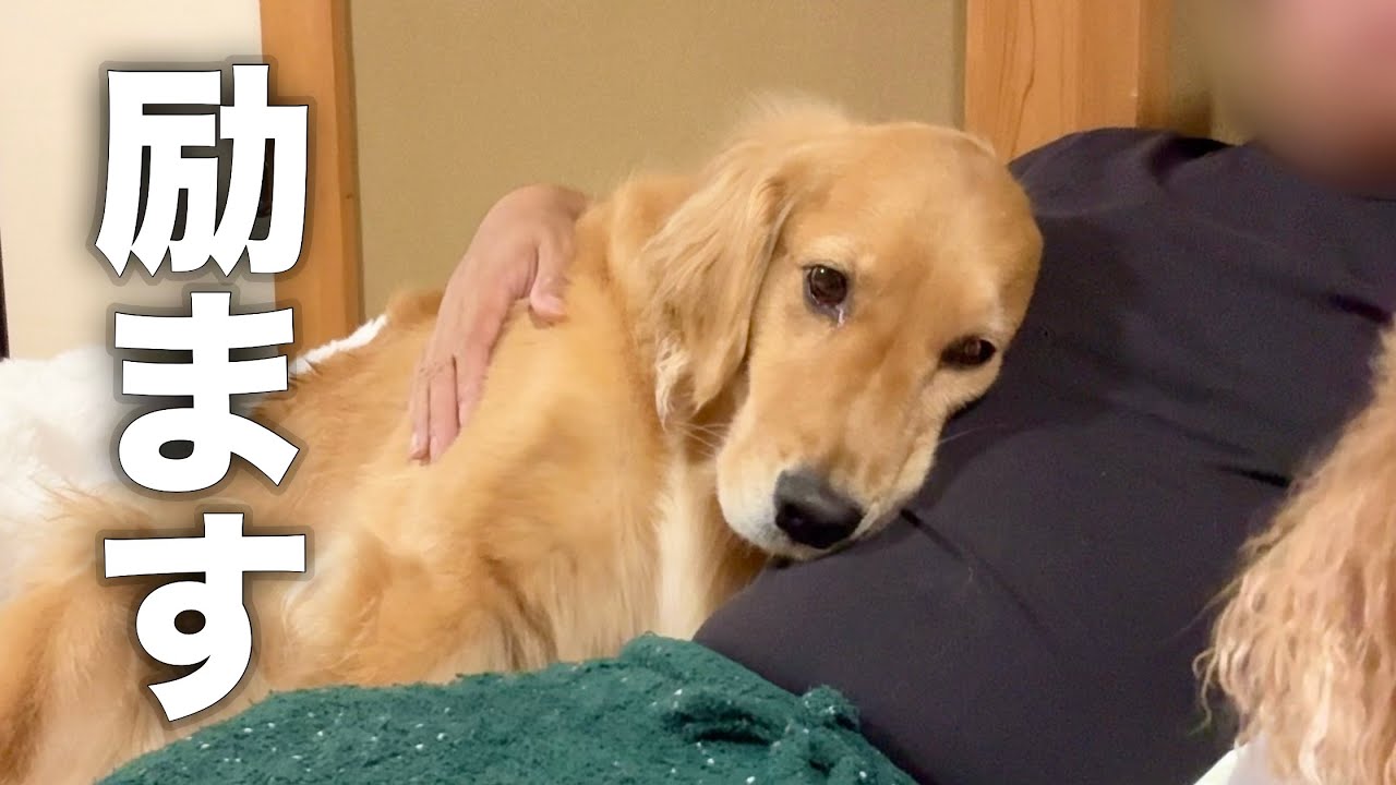 ママに怒られて、励まし合う犬とパパ...【ゴールデンレトリバー・ボーダーコリー】