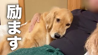 ママに怒られて、励まし合う犬とパパ...【ゴールデンレトリバー・ボーダーコリー】