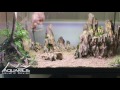 Comment faire un aquarium en aquascaping : Dragon Scape