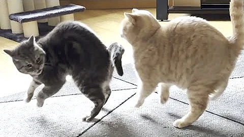 Watch the video about Failed Cat Surprise Attack