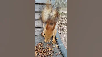 Эту белку можно гладить / This squirrel can be stroked