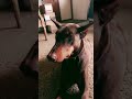 Crazy Dog #Funny #Cute #Dog #Pet #ForYou #TikTok