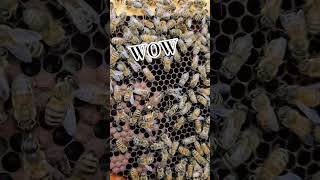 Tiger Striped Queen Bee