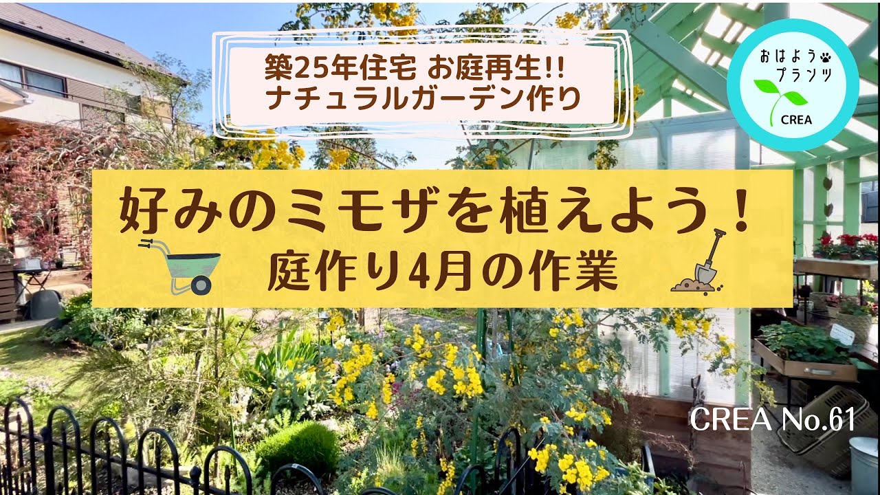 ミモザを植えよう‼︎【築25年住宅お庭再】4月の庭作業🌱ナチュラル