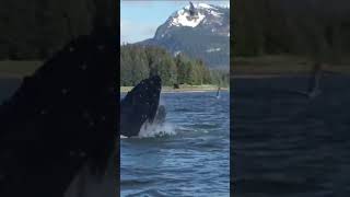 Alaska Humpback Whales Feeding | #shorts #throwback #alaska