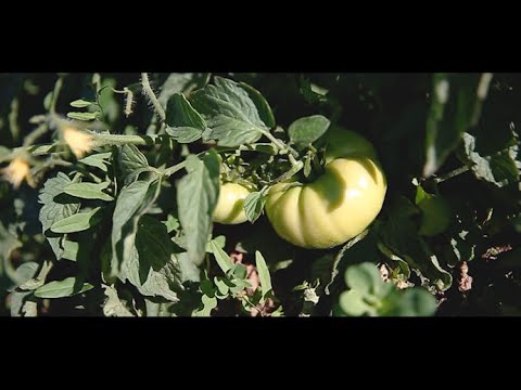 გეგმიური მონიტორინგი პომიდვრის კულტურაში, სამტრედია. 06.10.2020