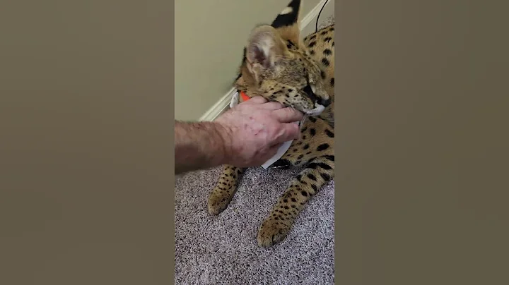 Watch the video about Pouncer ist Mr. Happy #pouncerthecat #servals #servalcats #wildlife #shorts #shortvideo #tiktok