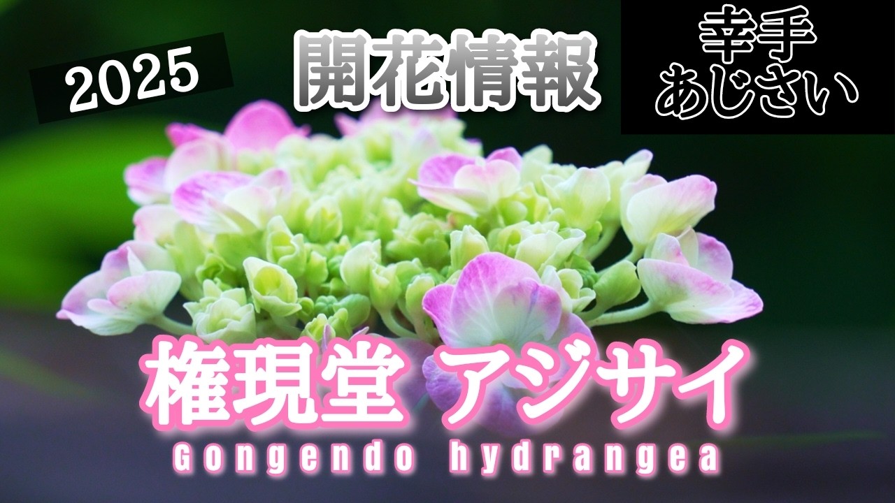 権現堂【アジサイ】咲き始めました。2025年5月26日 情報 4号公園 3号公園 展望の丘『アジサイ・紫陽花・AJISAI』開花情報 flower japan kasukabe