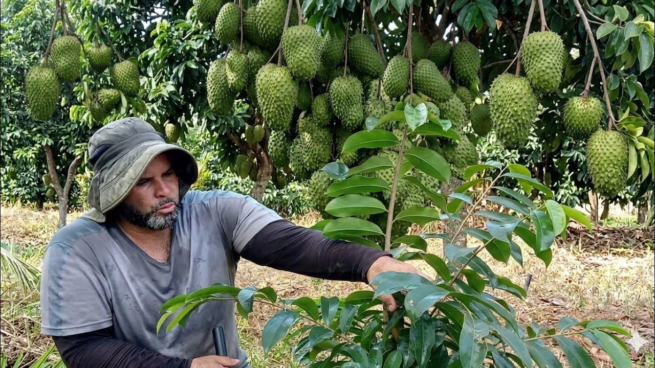 Arreglando árboles de guanabana 