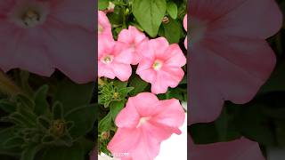 যেইসব নারিরা জান্নতে যাবেনা #nusaiba vlog#5322#hn