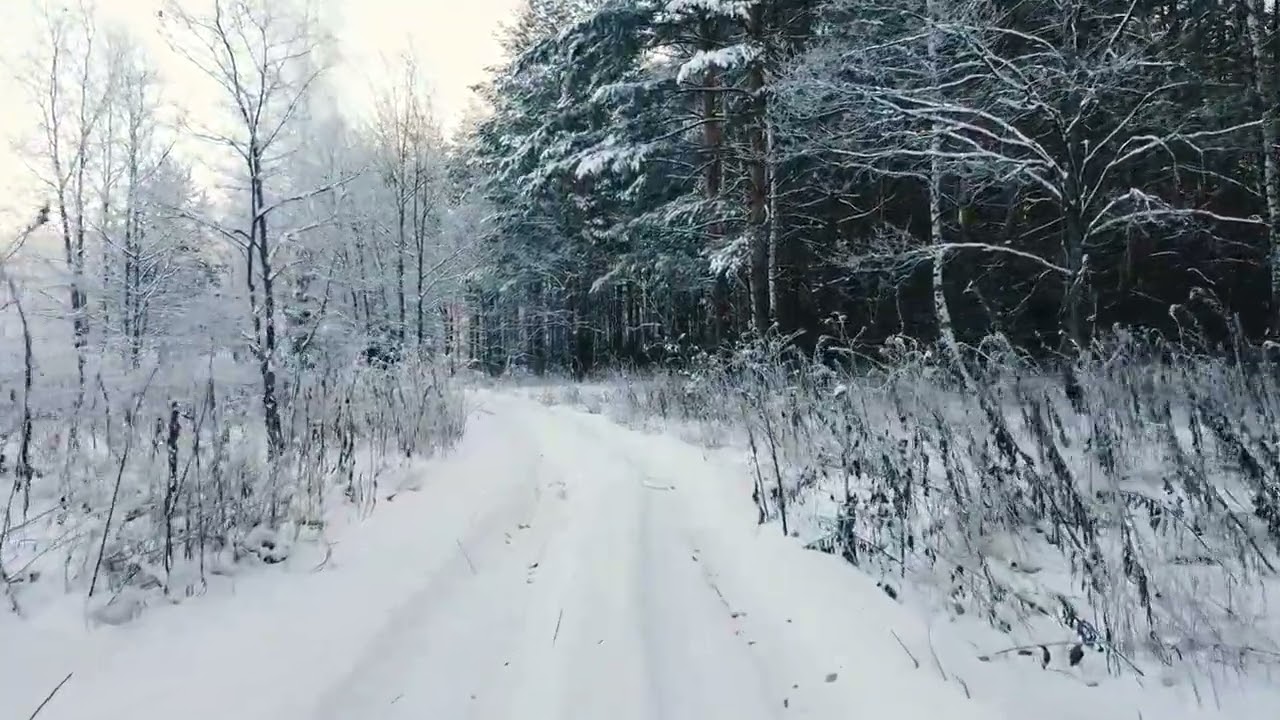 Snowy forest on all sides. Where does this road lead?