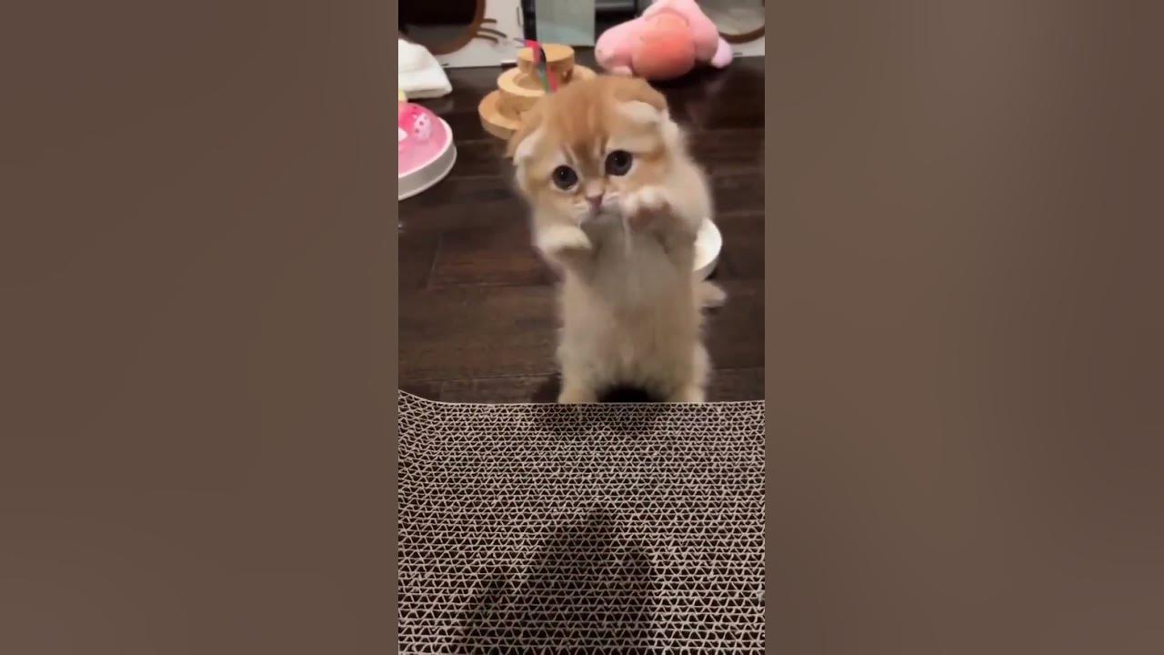 котик танцует - YouTube