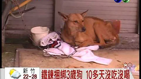 餐厅停业弃养 狗捆铁链成皮包骨 - 天天要闻