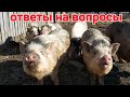 ОТВЕТЫ НА ВОПРОСЫ Вьетнамские свиньи