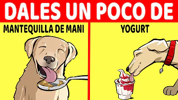 ¿Qué alimentos son calmantes para los perros?