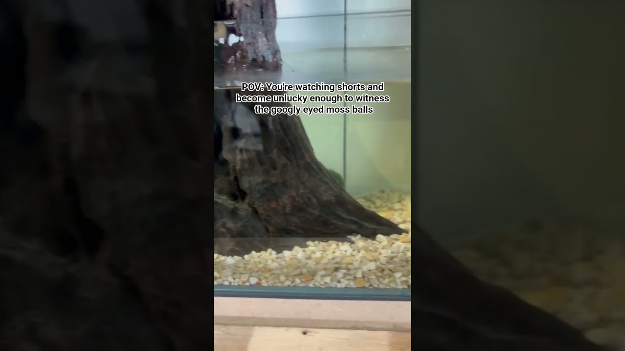 Enjoy Mossball Marimo Aquarium