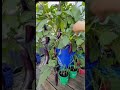 ✨pruning day for my eggplant🍆✨I''m cutting back the extra leaves and branches to prepare for winter.