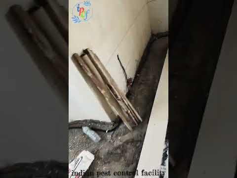 #pestcontrol #termite #pestcontrolservices #jaipur #pestcontrolserviceinjaipur