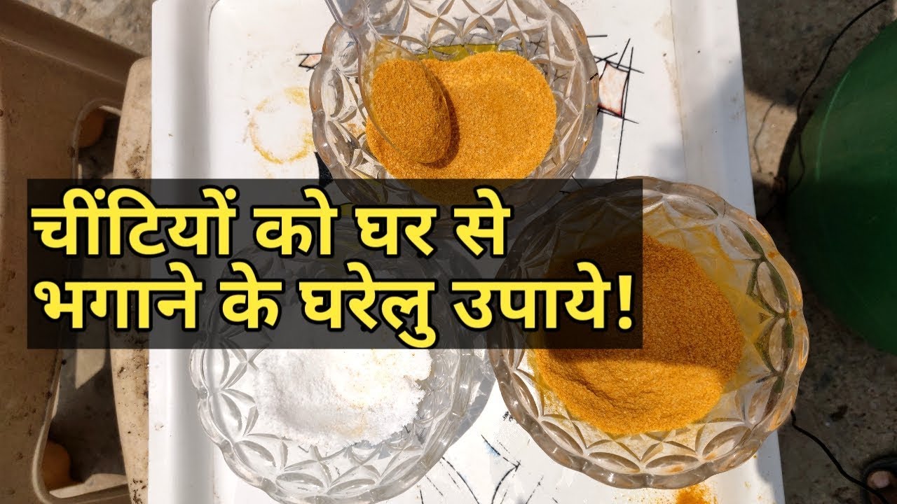 चींटियों को घर से à¤à¤—ाने के घरेलु उपाये | How to Get Rid of Ants Fast Naturally - YouTube
