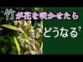 「竹の花」咲くのは不吉!竹が全て枯れた後に現実困る事になる始まりです。