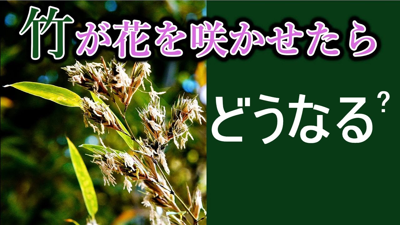 「竹の花」咲くのには理由がある!全て枯れた後に覚醒して人にとっては現実困る事になる始まり。 - YouTube