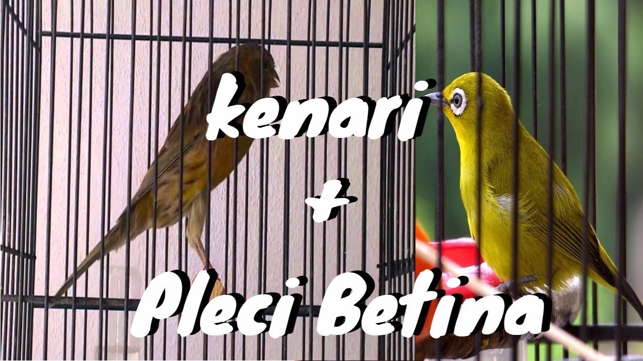 Mungkin Cuma Kebetulan Pleci Saya Nyaut Ngalas Ngotot - Masteran Kenari Konslet Dipadu Pleci Betina