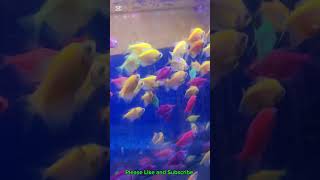 Beautiful Fish Aquarium 🐠🐟 #shorts