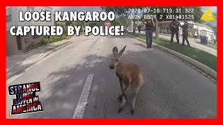 Florida Police Capture Loose Kangaroo Hopping Through Neighborhood