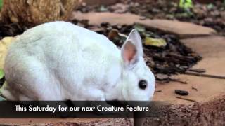 Bouncing Bunnies & Hares at Charlotte Nature Museum