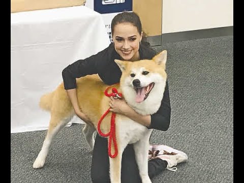 秋田犬 可愛過ぎる ザギトワさんの愛犬マサルときょうだいたち 子犬 Youtube