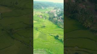 hamparan sawah yang hijau #shorts #suasanapedesaan #sawah