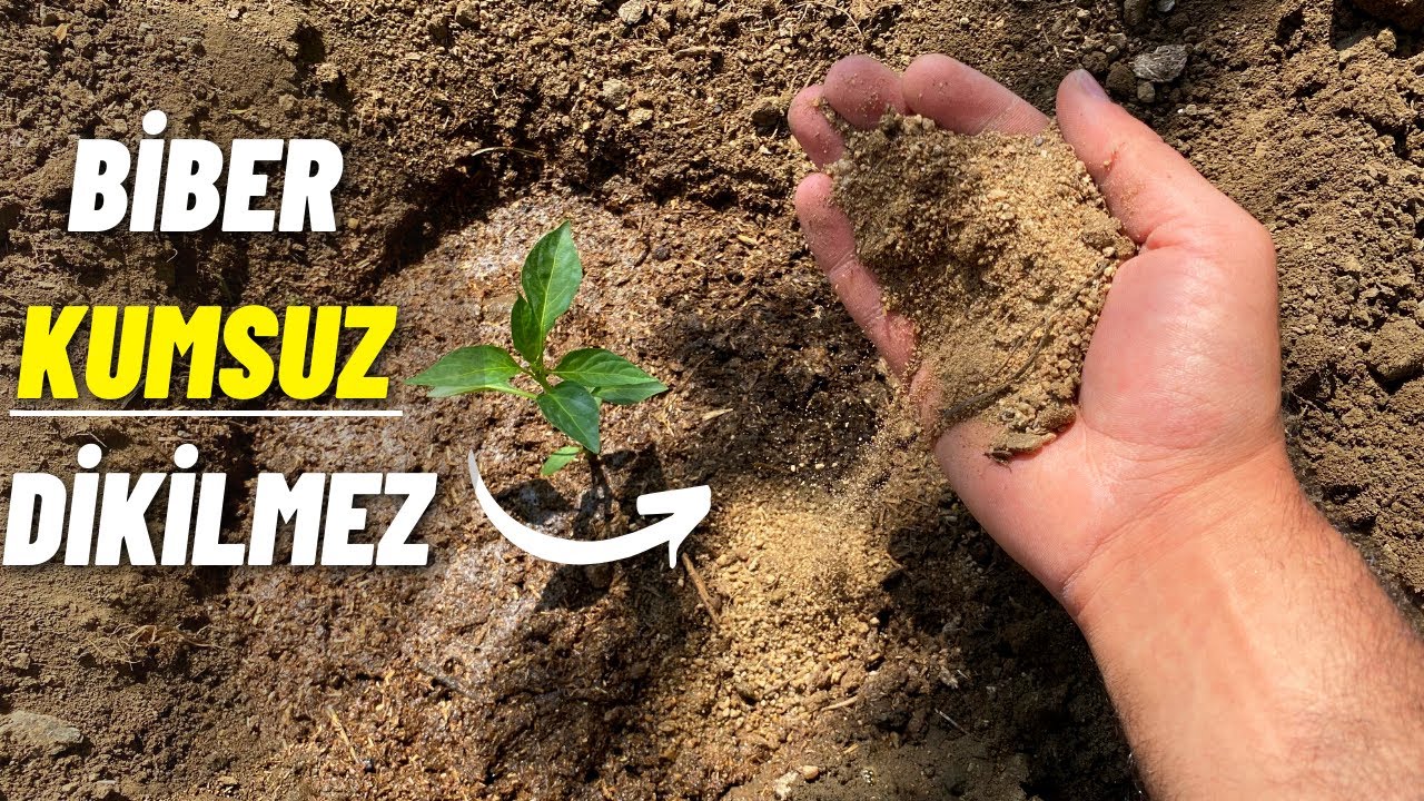 Biberde yüksek verim kumsuz olmaz %100