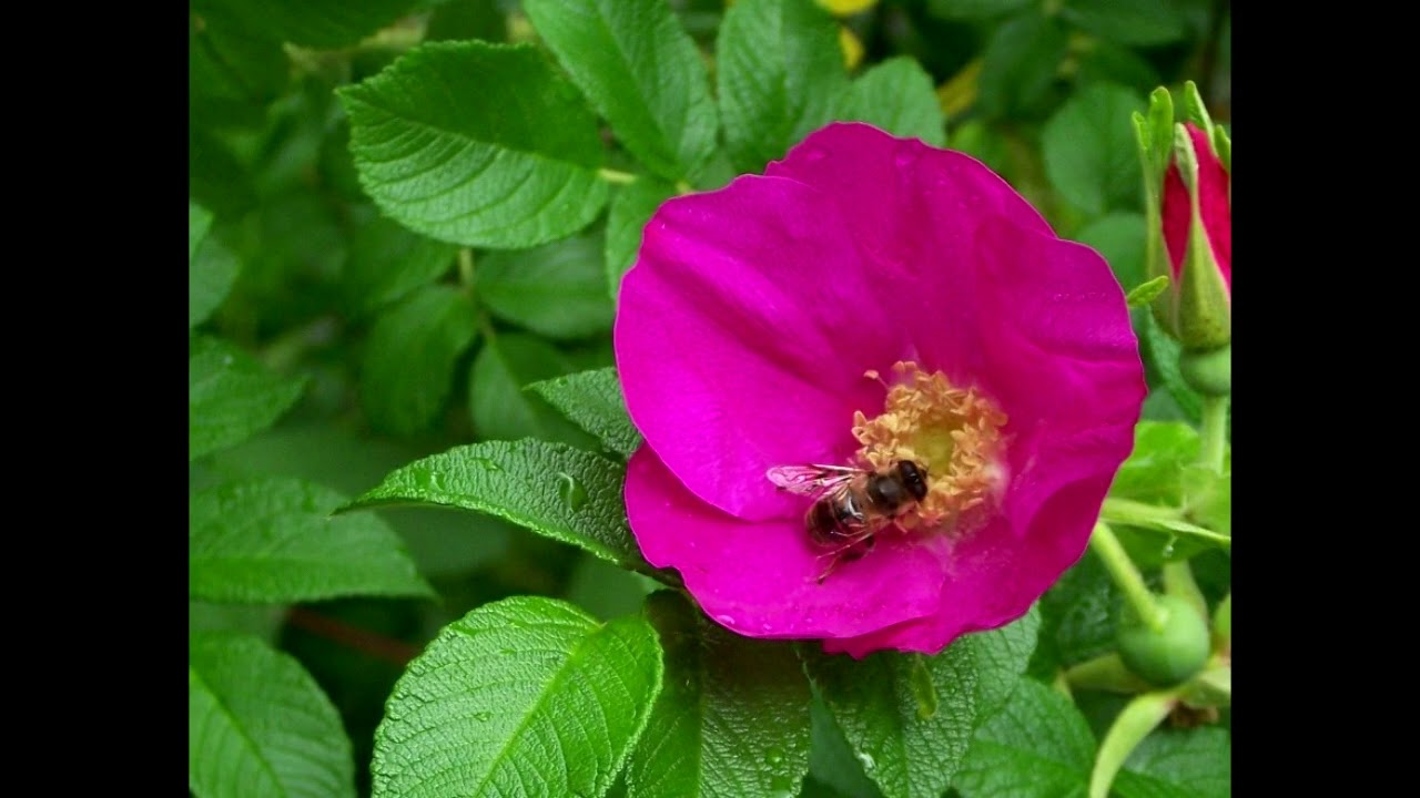 Florals with music - it really needed music