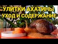 Улитки Ахатины - уход и содержание