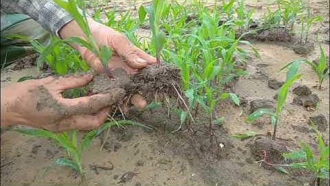 kỹ thuật trồng và chăm sóc cây ngô