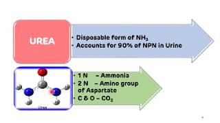 Urea Cycle (Formation of Urea)  || NEET PG || Biochemistry || Dr Amit Maheshwari