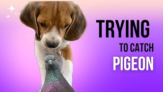 Beagle Puppy trying to catch Pigeon | Moon the Beagle by Moon the beagle 49 views 1 year ago 1 minute, 5 seconds