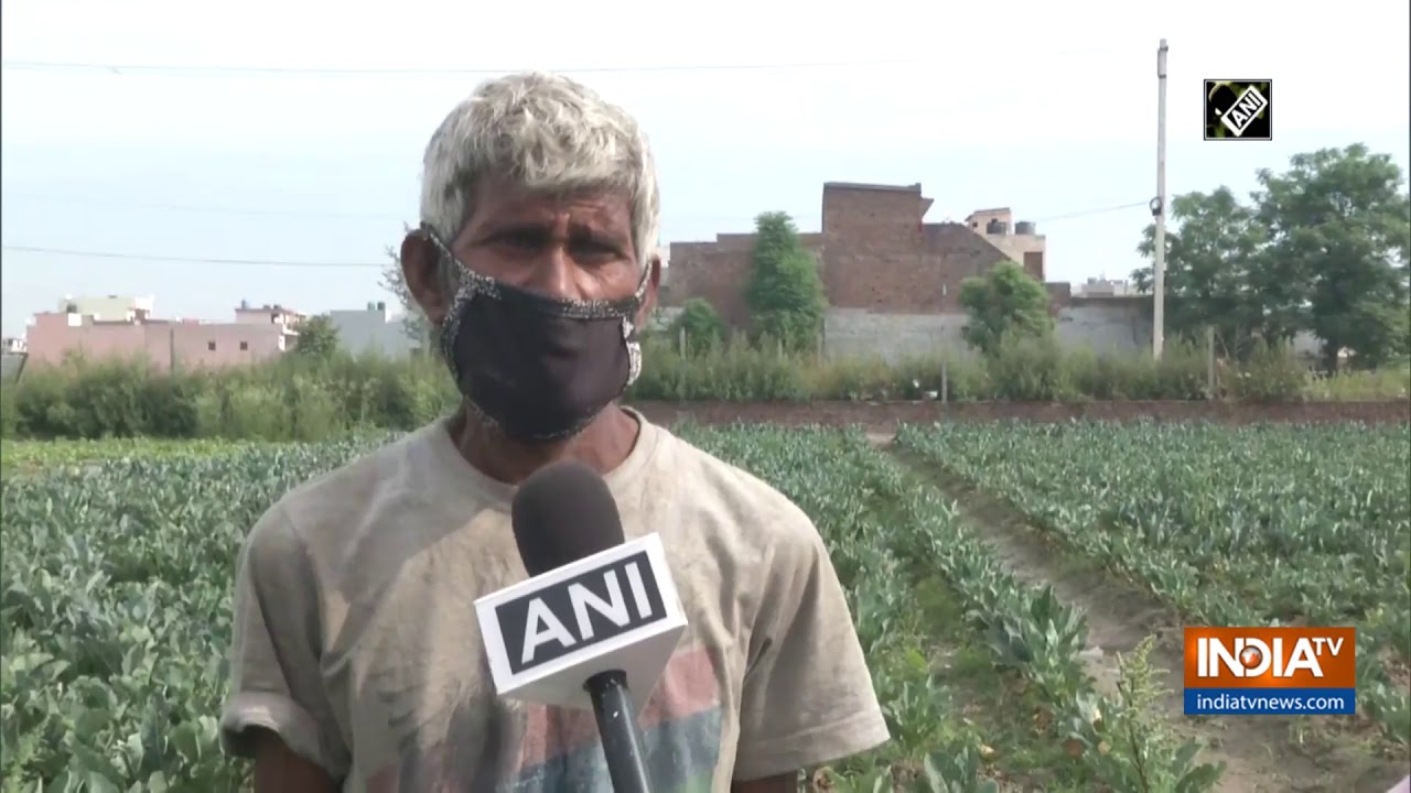 COVID-19: Due to lack of pesticides and fertilizers, crop yield has gone bad, says Ludhiana Farmers
