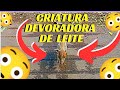 UMA CRIATURINHA DE 300 GRAMAS DEVORADORA DE LEITE 😳😳😳😱😱😱