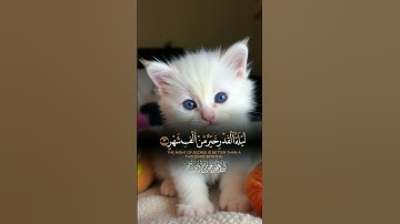 القرآن الكريم #quran #اكسبلور #المصحف #cat #القزابري #duetd #cute #الرحمن #life #دويتو